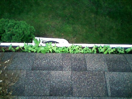 Plants in Gutter